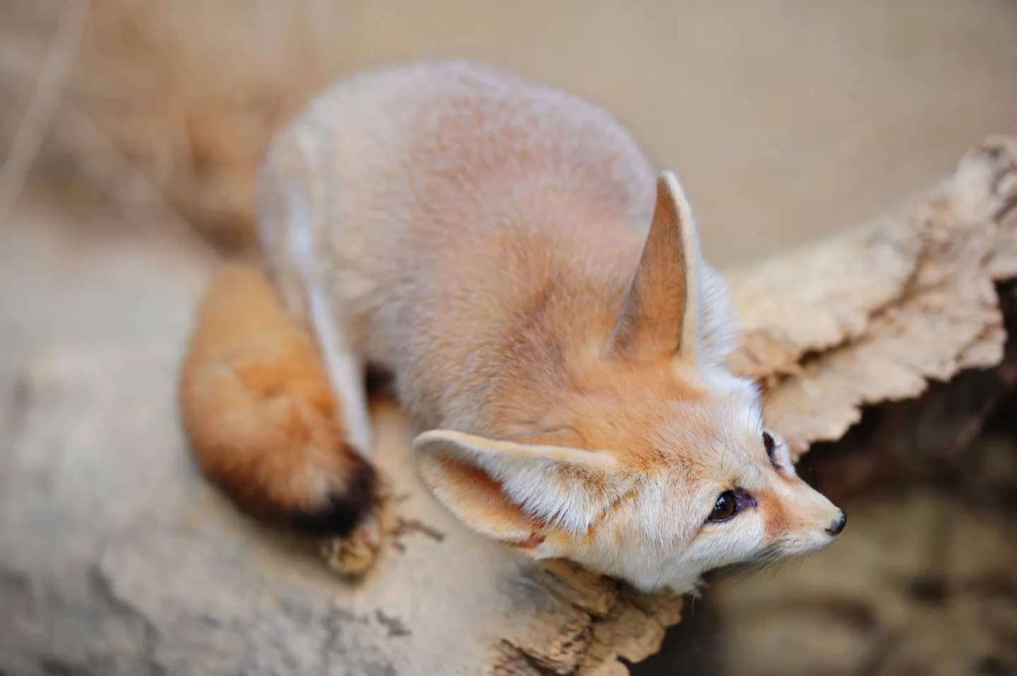 リンカーンパーク動物園 · 2