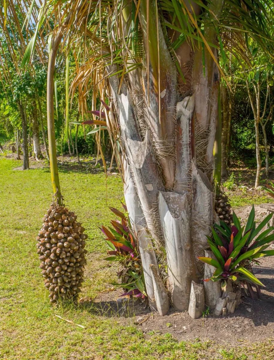 Antica agricoltura Maya