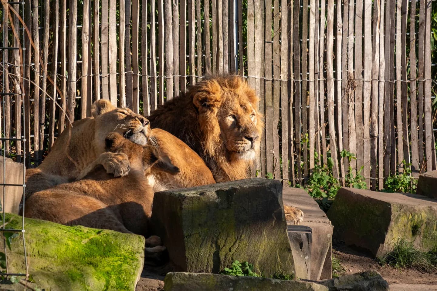 Cologne Zoo
