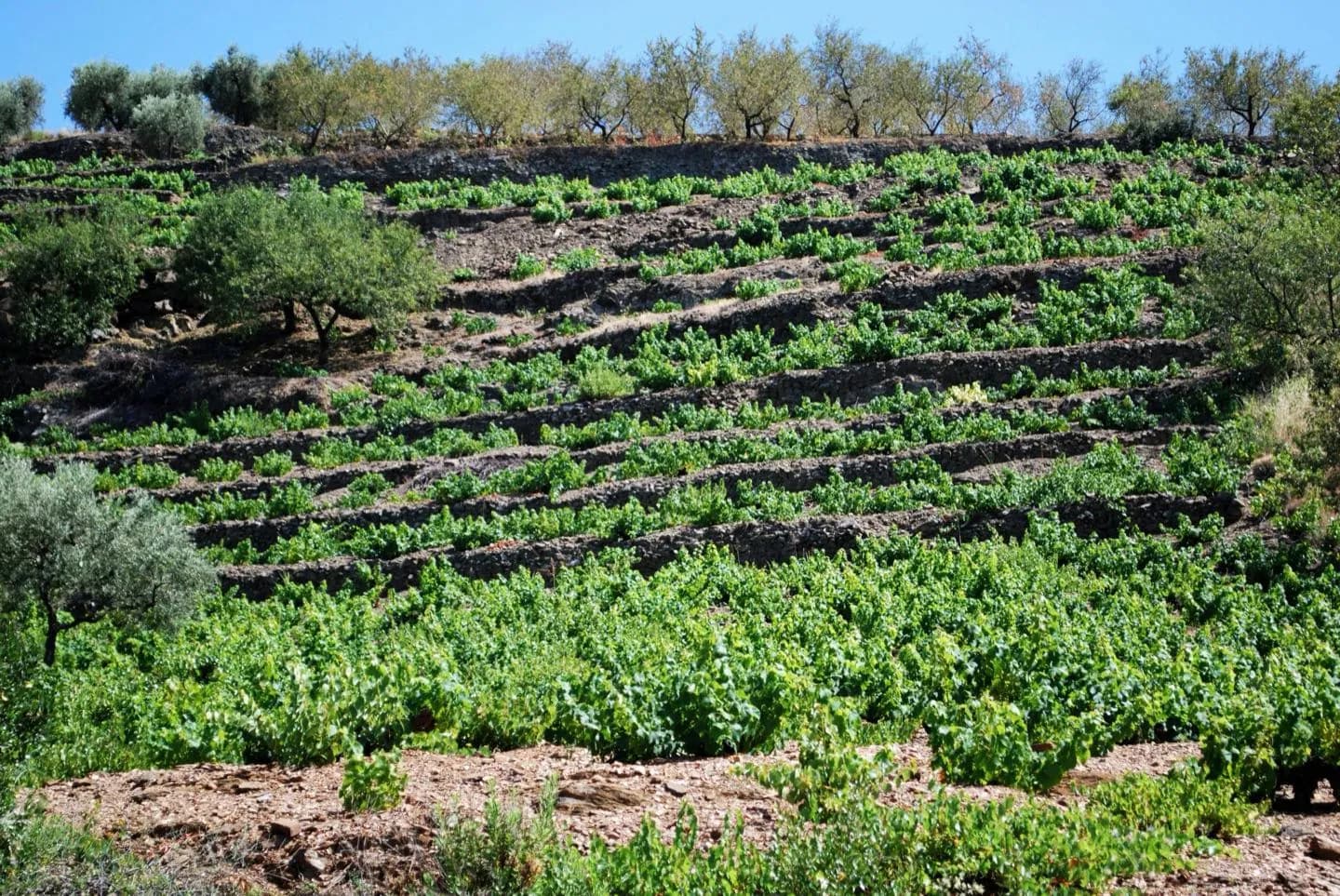 Torrox: Valley, Hills and Coast