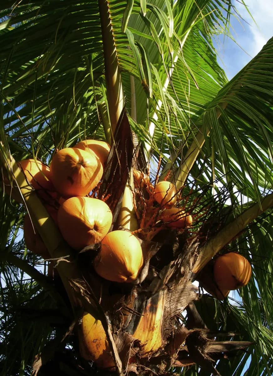 Comida Afro-Caribenha em Limón