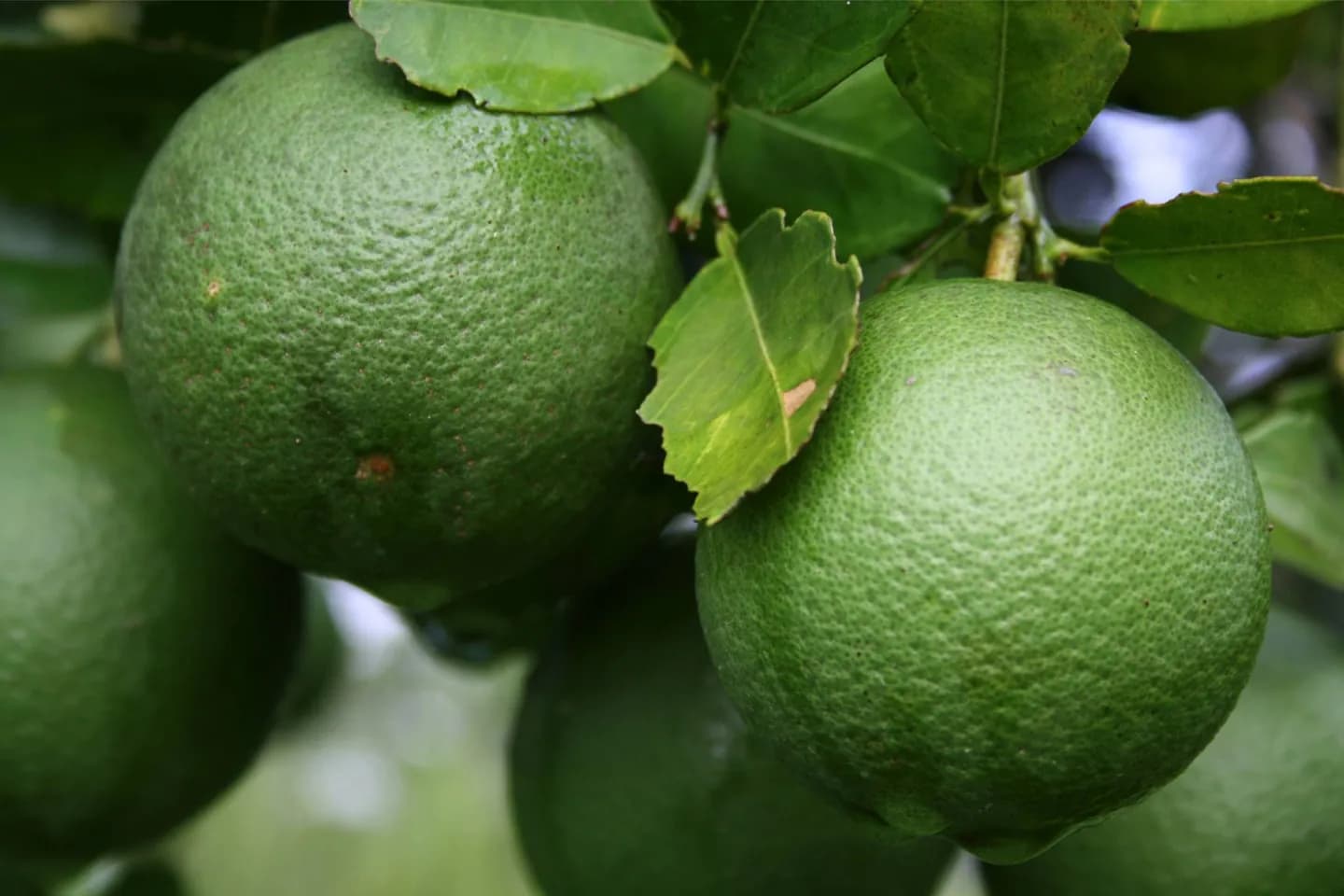 Comida Afro-Caribenha em Limón · 2