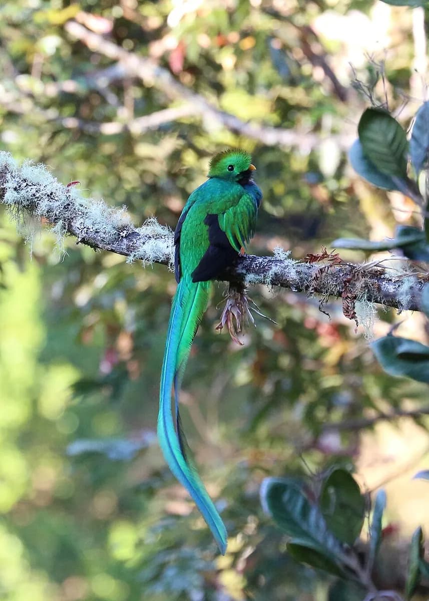 Nationalpark Los Quetzales
