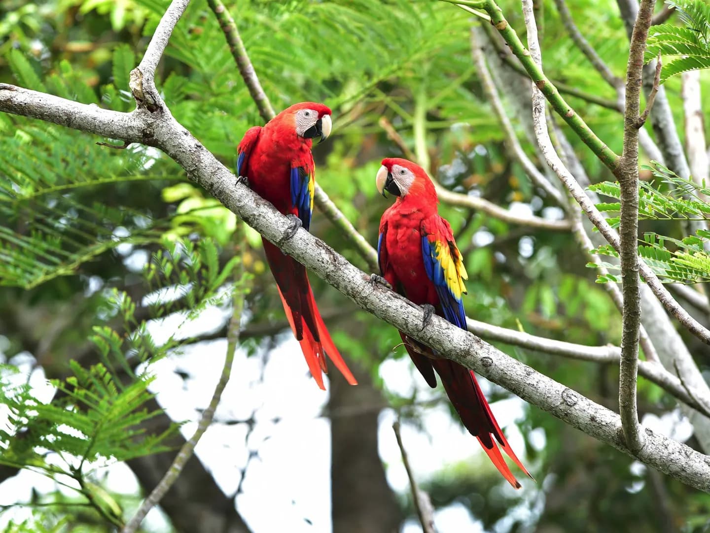 Reserva del Bosque Nubal de Monteverde · 2