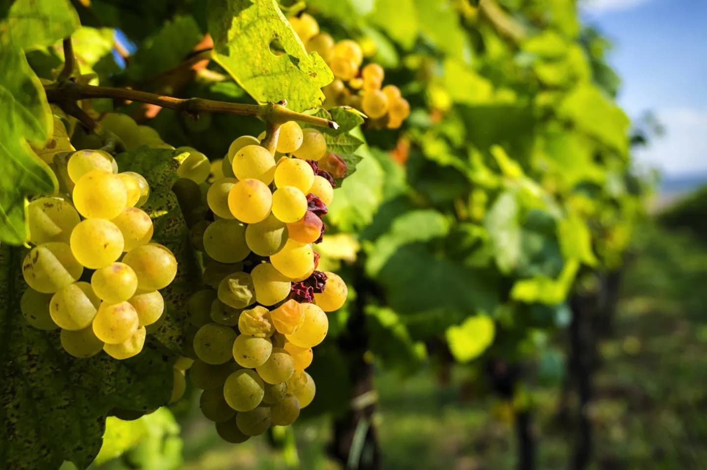 Vinho croata · 2