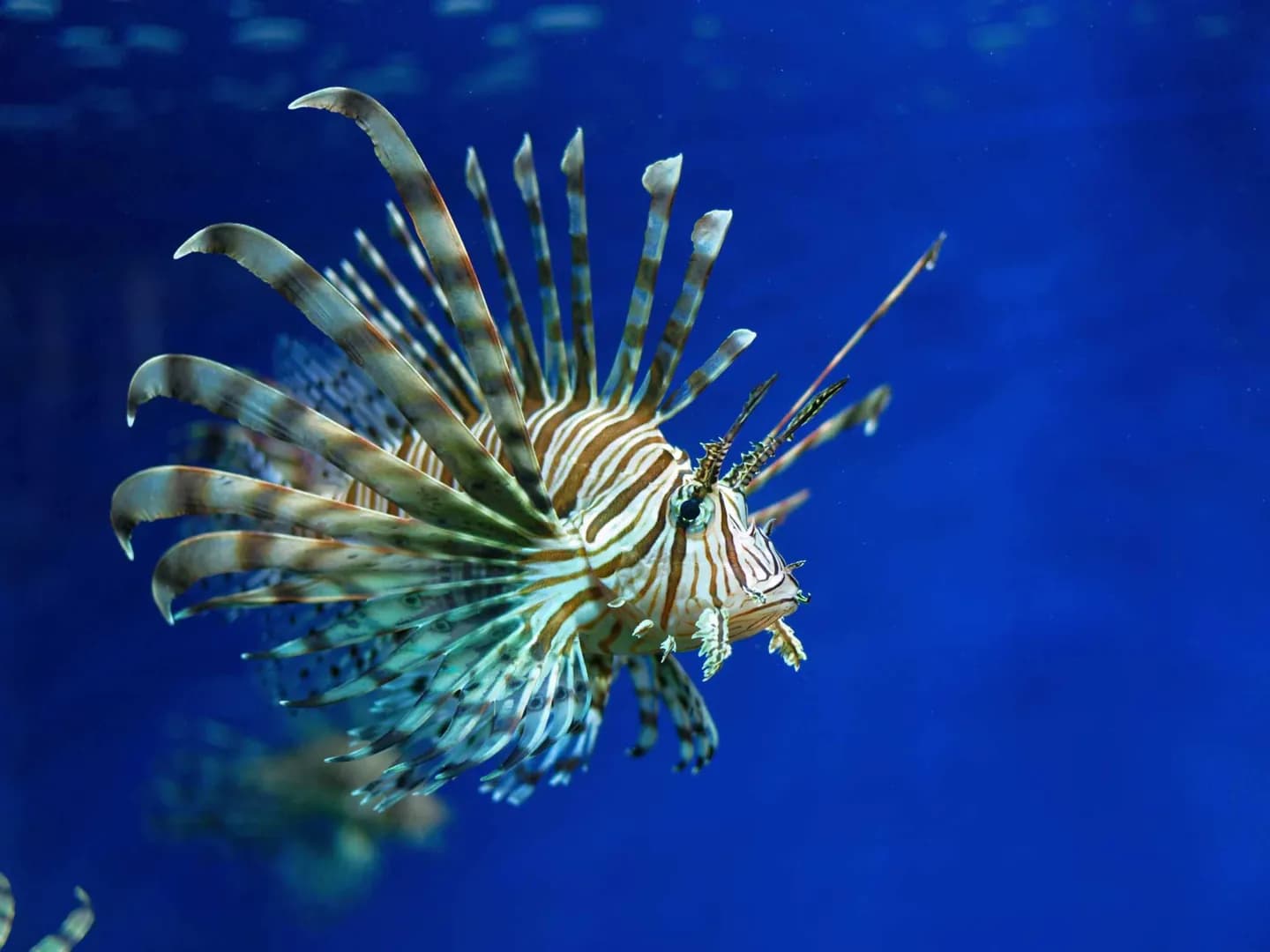 达拉斯世界水族馆