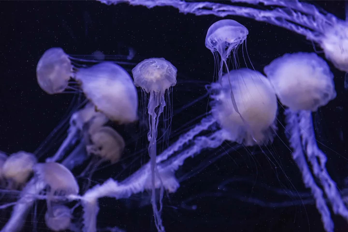 达拉斯世界水族馆 · 2