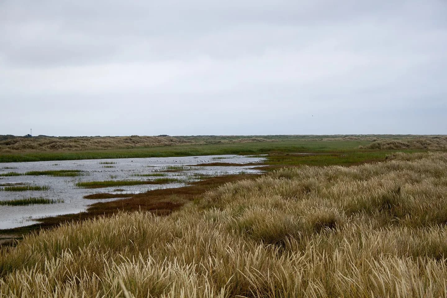 Grenen