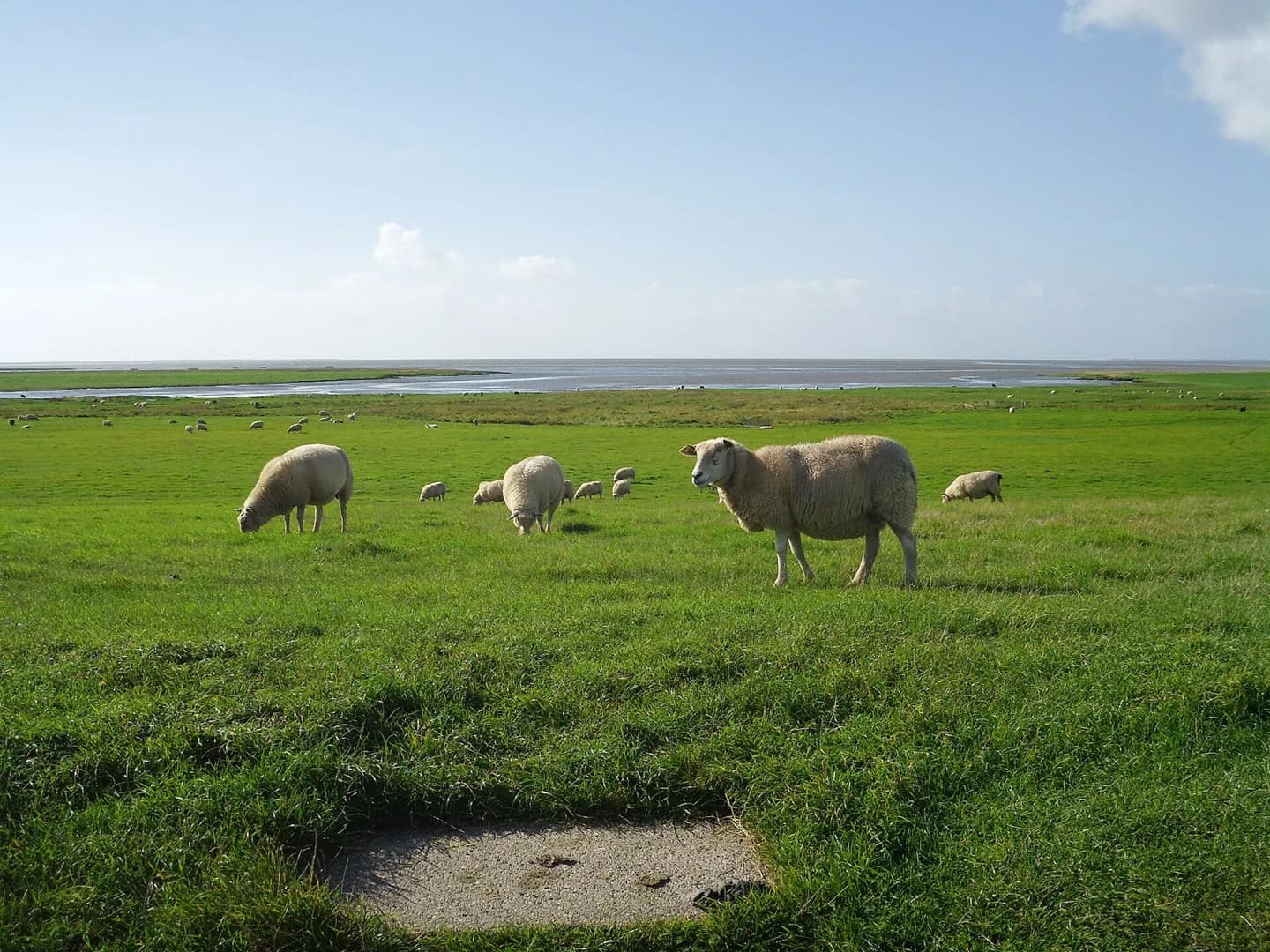 Parc national de la mer des Wadden (Danemark)