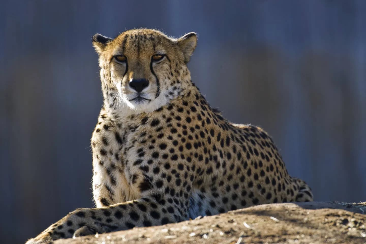 Comment explorer les habitats du zoo de Denver