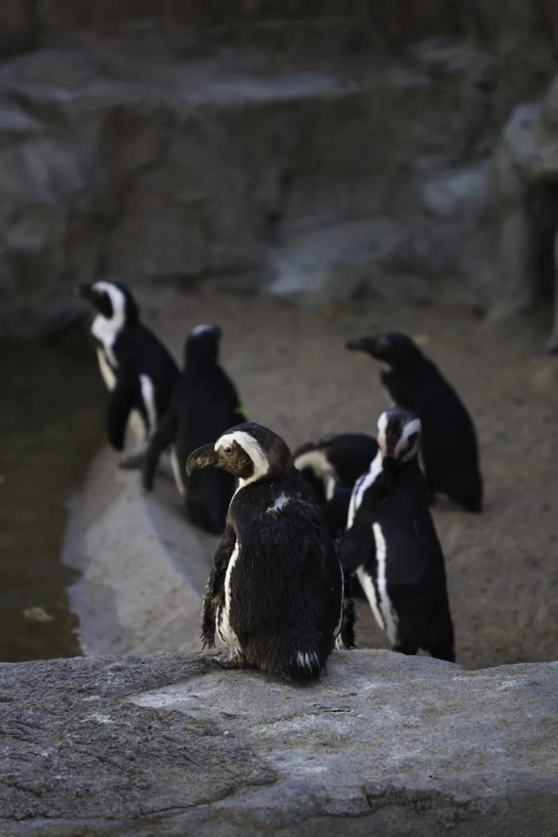 Comment explorer les habitats du zoo de Denver · 2