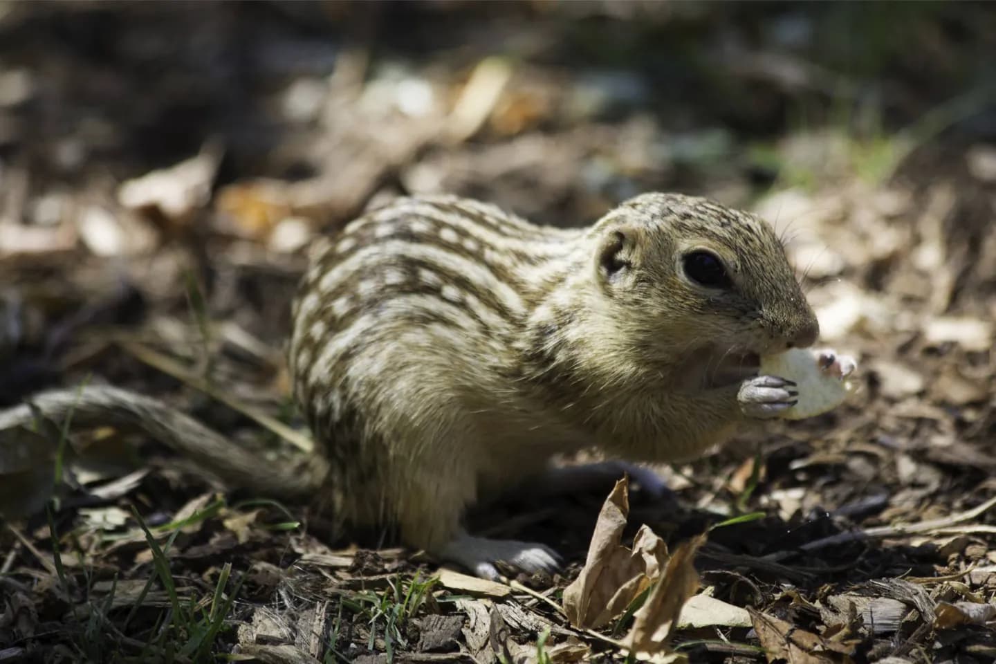 From a bear cub to naturalistic habitats · 2