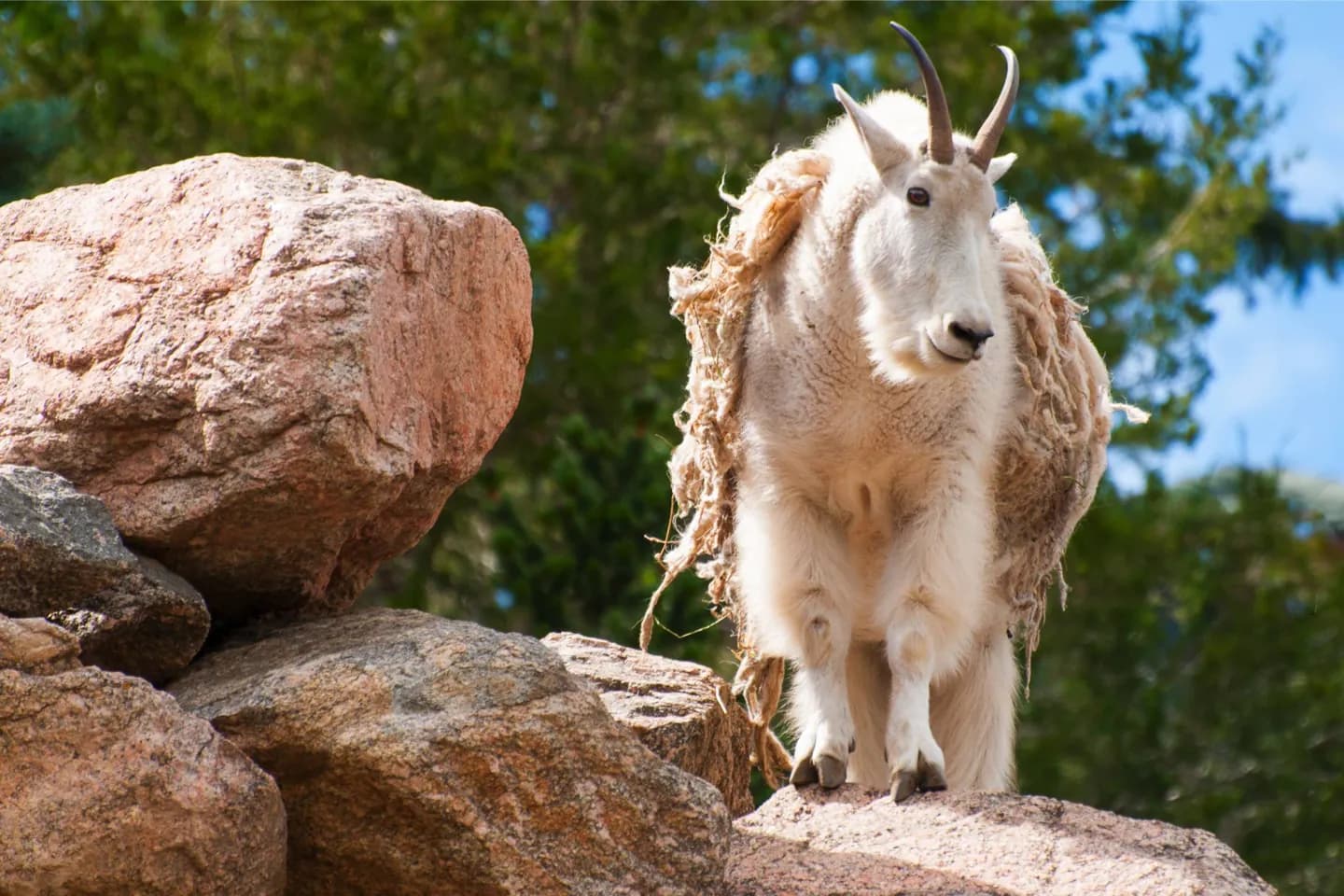 Alianza para la Conservación del Zoológico de Denver