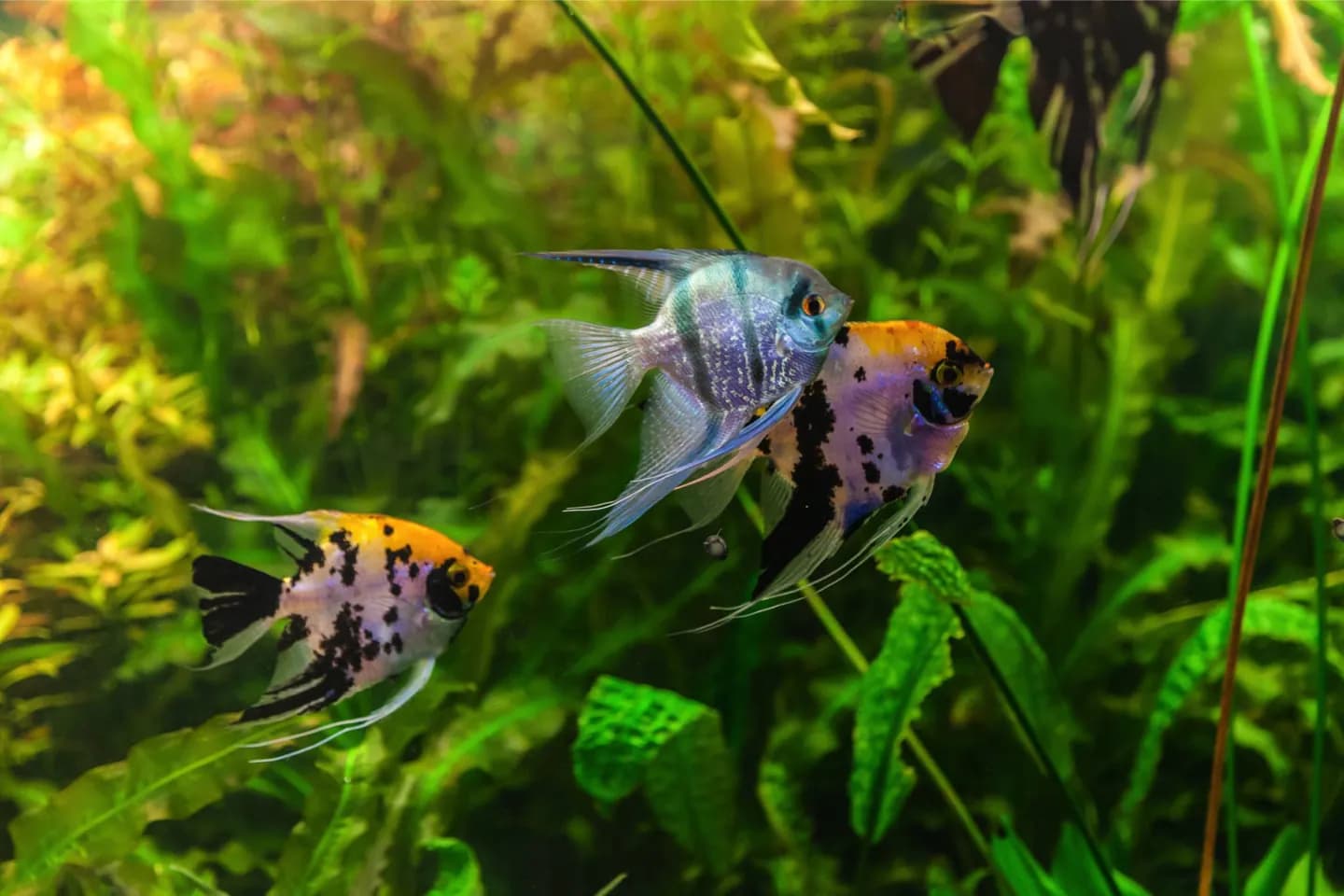 丹佛市中心水族馆