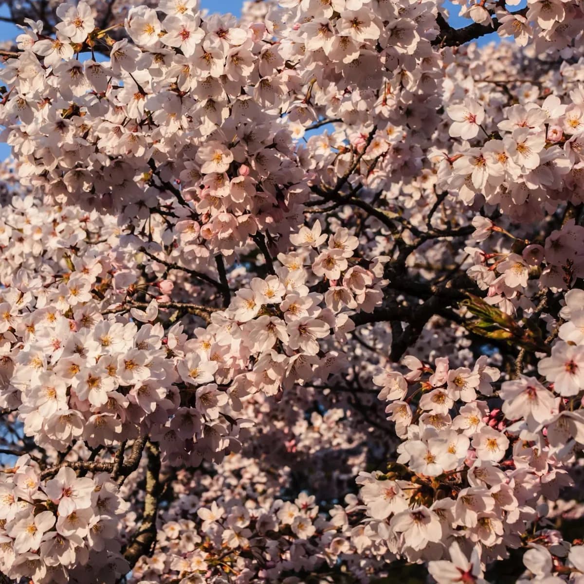Sakura Square