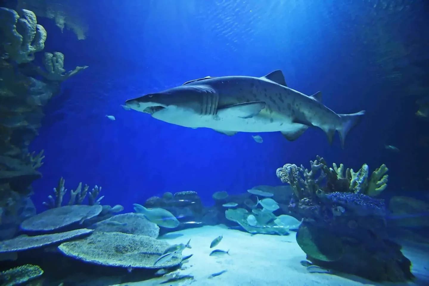 Dubai Aquarium & Unterwasserzoo · 2