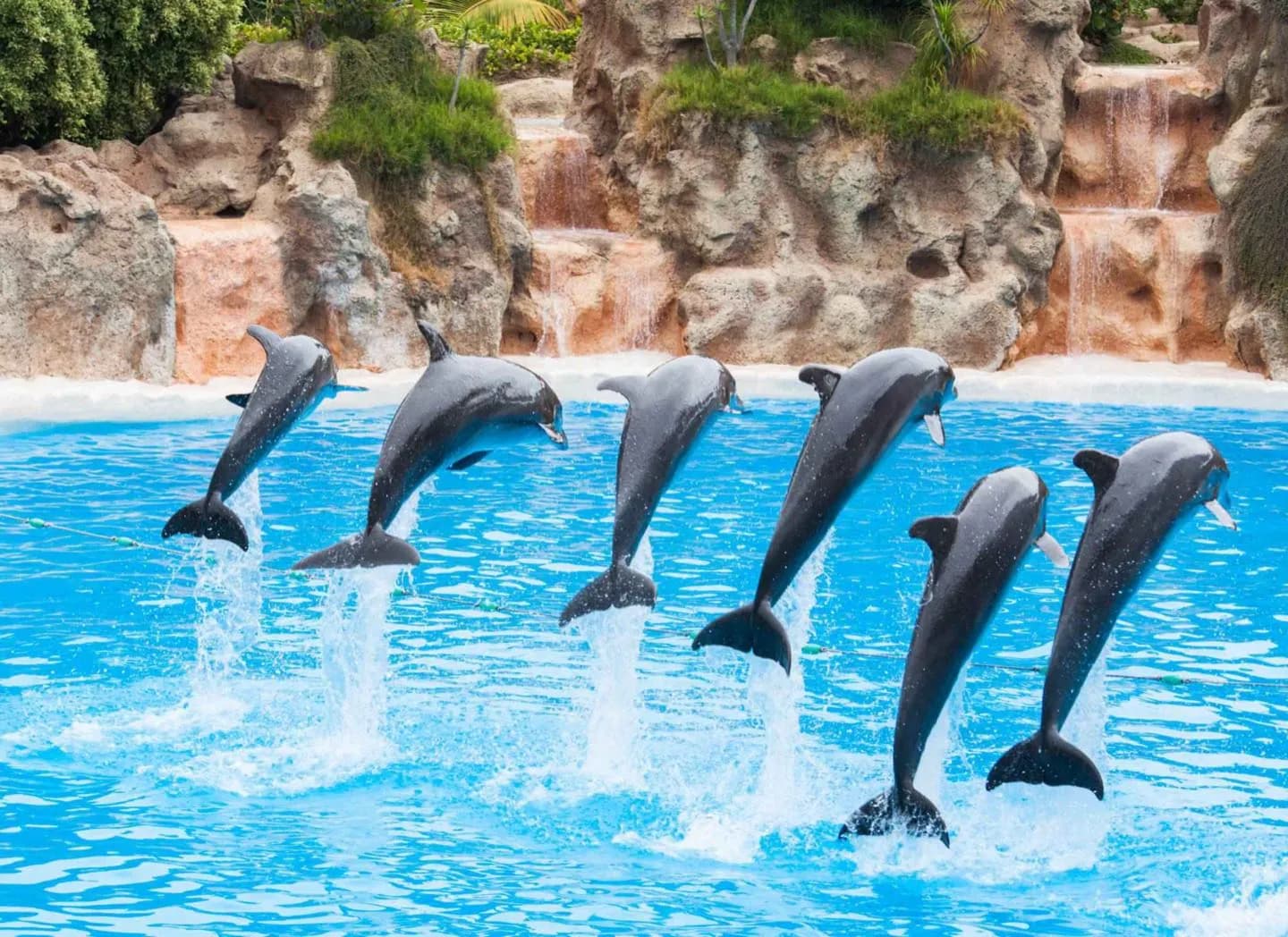 Dolphinarium de Dubaï · 2