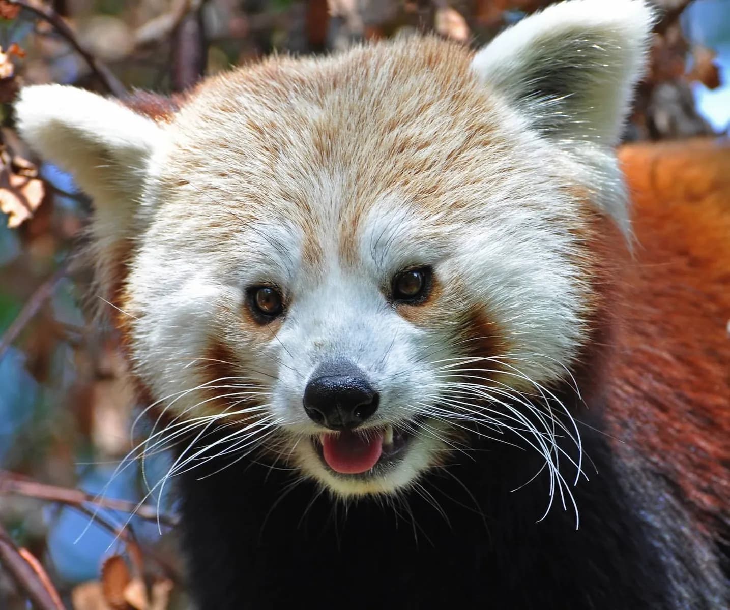 都柏林動物園