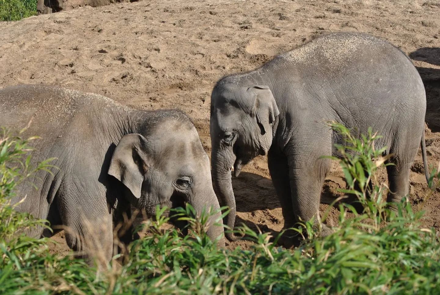 都柏林動物園 · 2