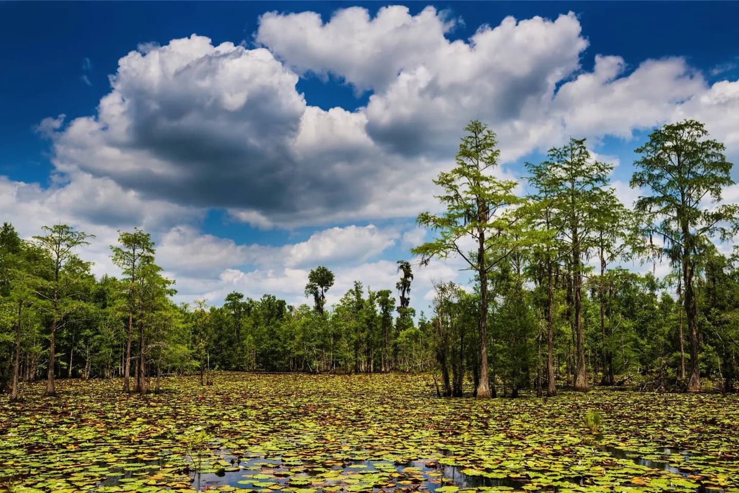 Der Kalkstein Unter Florida