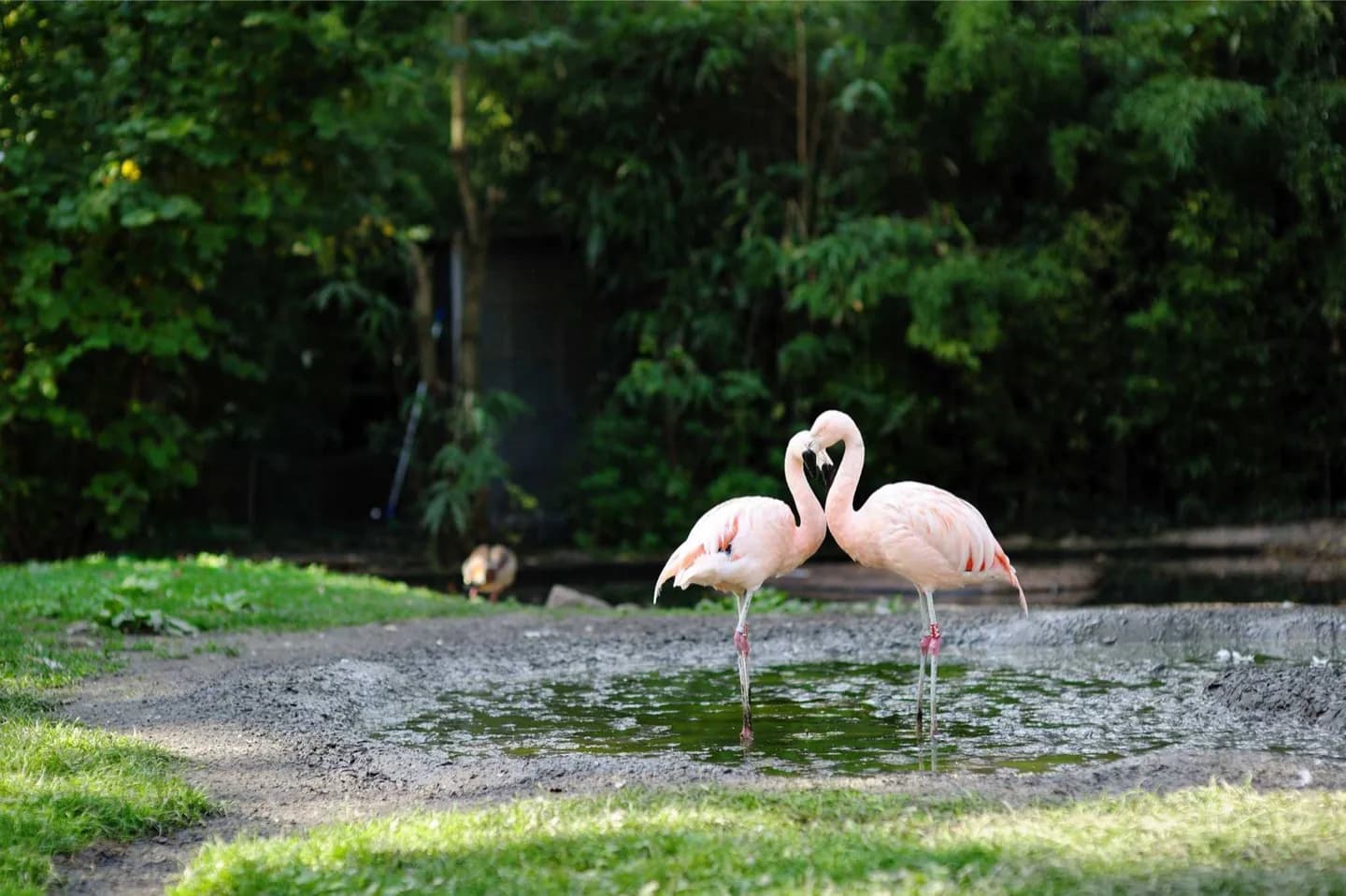 Zoológico de Frankfurt
