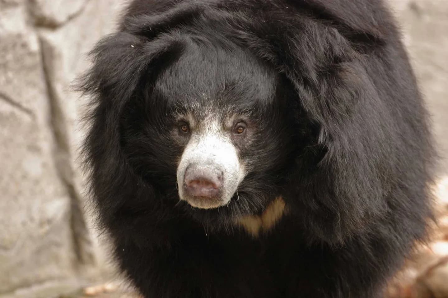 Zoológico de Frankfurt · 2