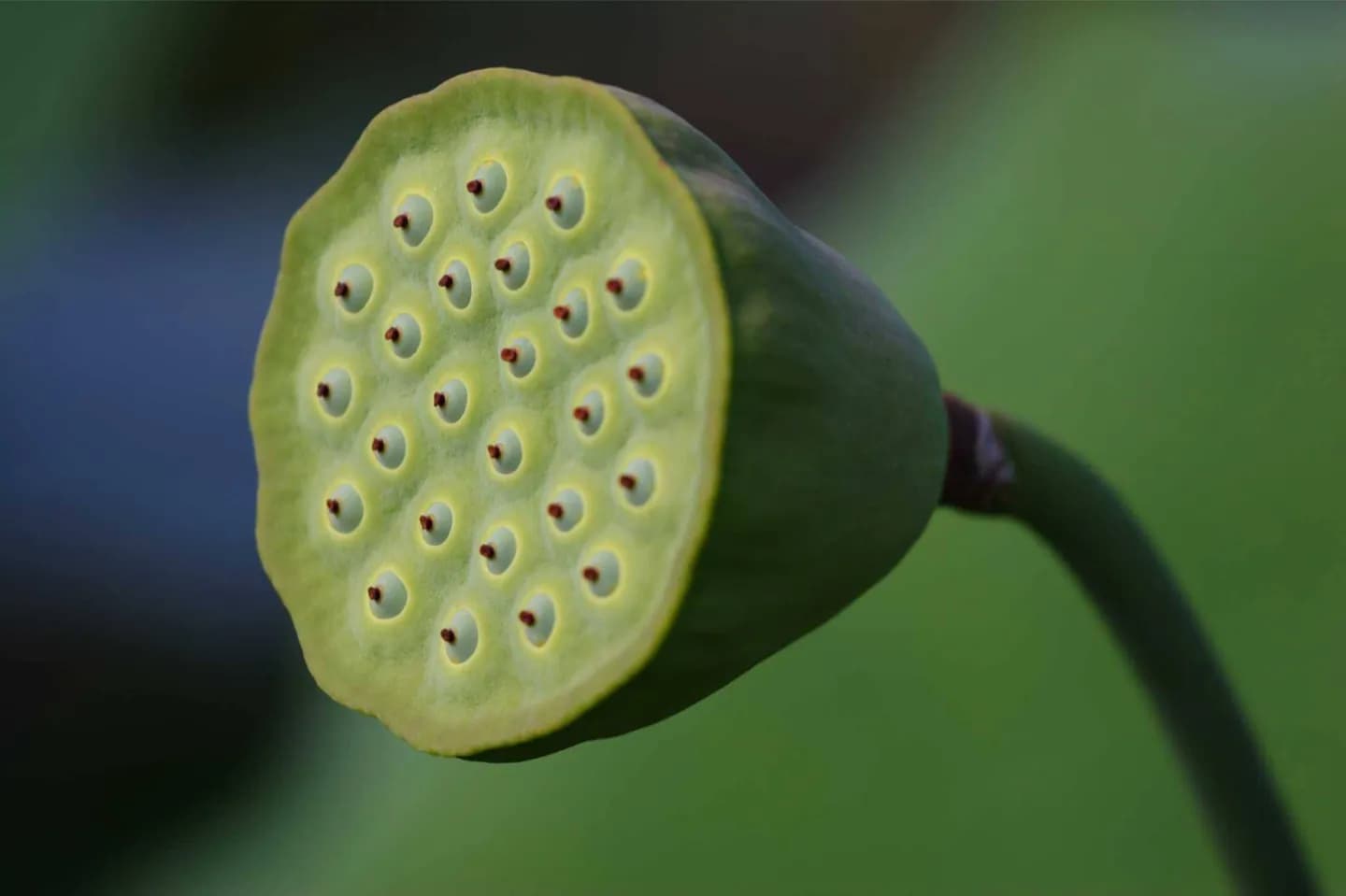 Palmengarten · 2