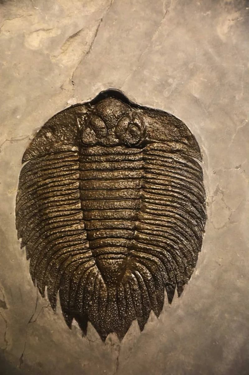 Museo di storia naturale di Senckenberg