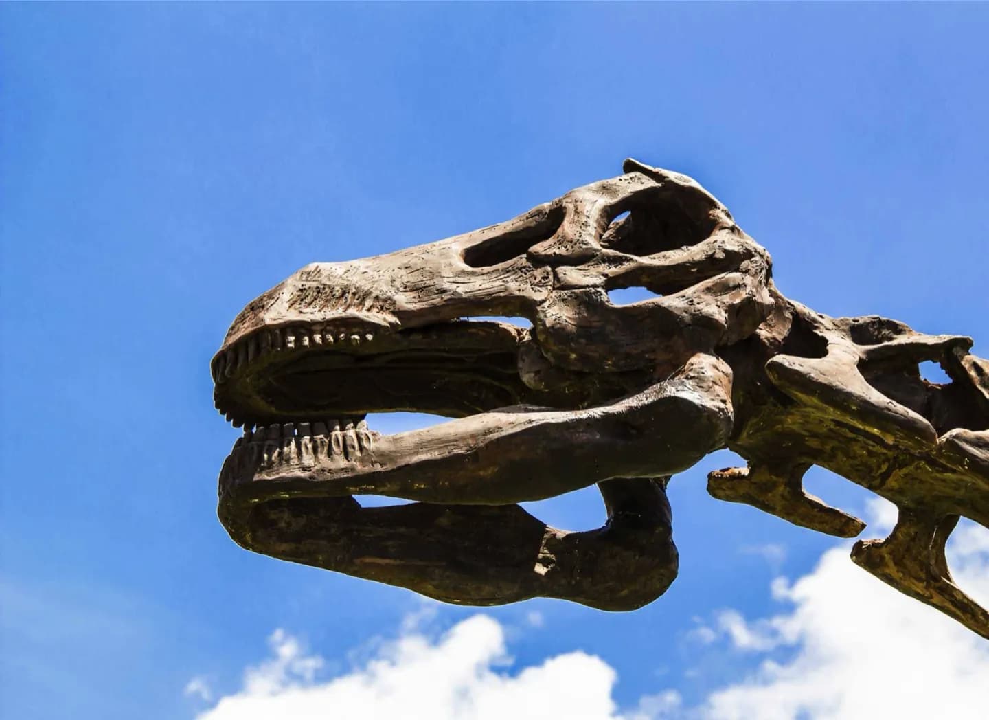 Museo di storia naturale di Senckenberg · 2
