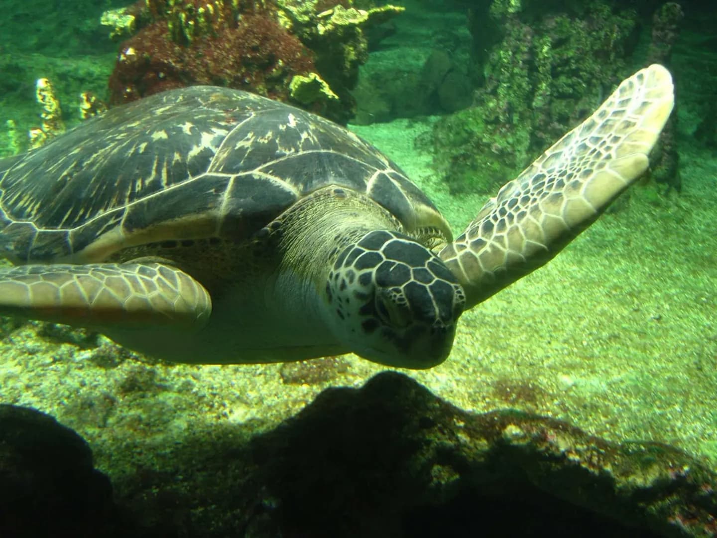 Aquarium of Genoa · 2