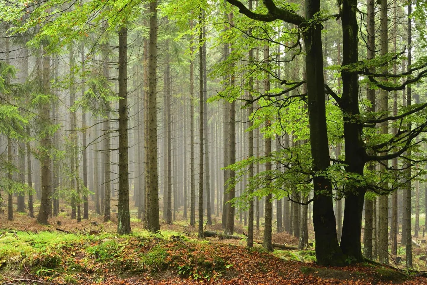 Nationalpark Harz