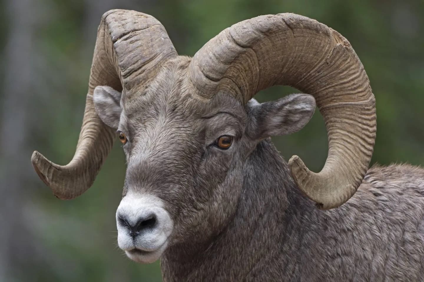 Wildtiere in der Gletscherwelt · 2