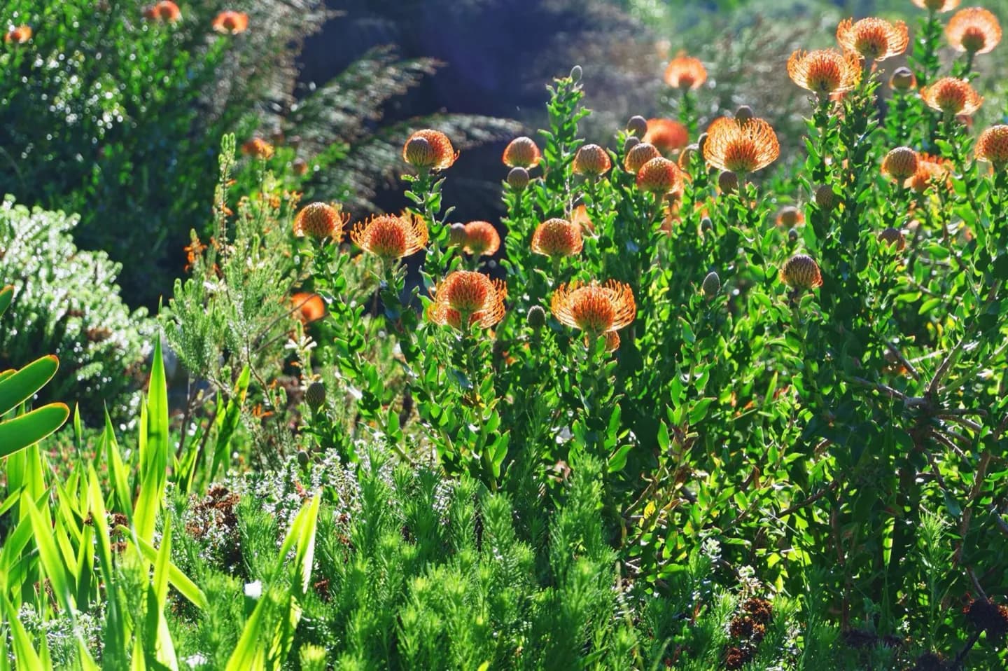 Loki Schmidt Garden