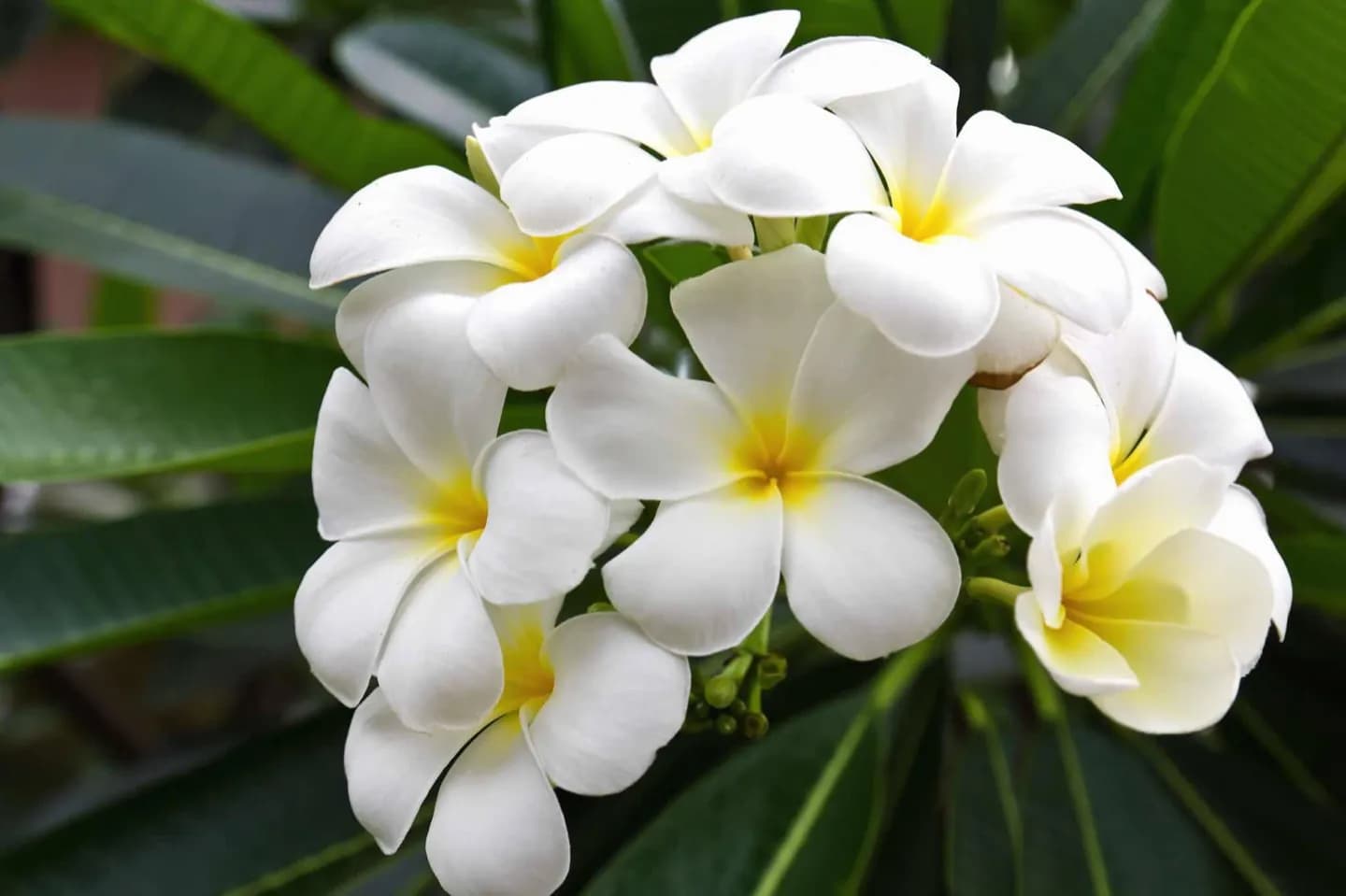 Laie Hawaii Temple · 2