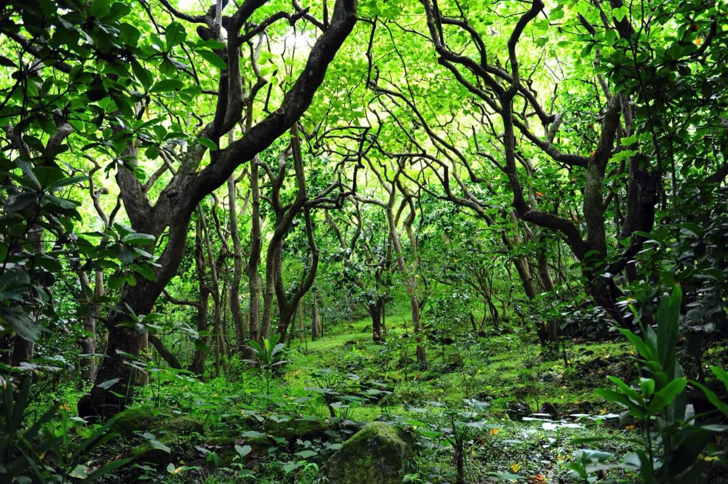 Waipio Valley