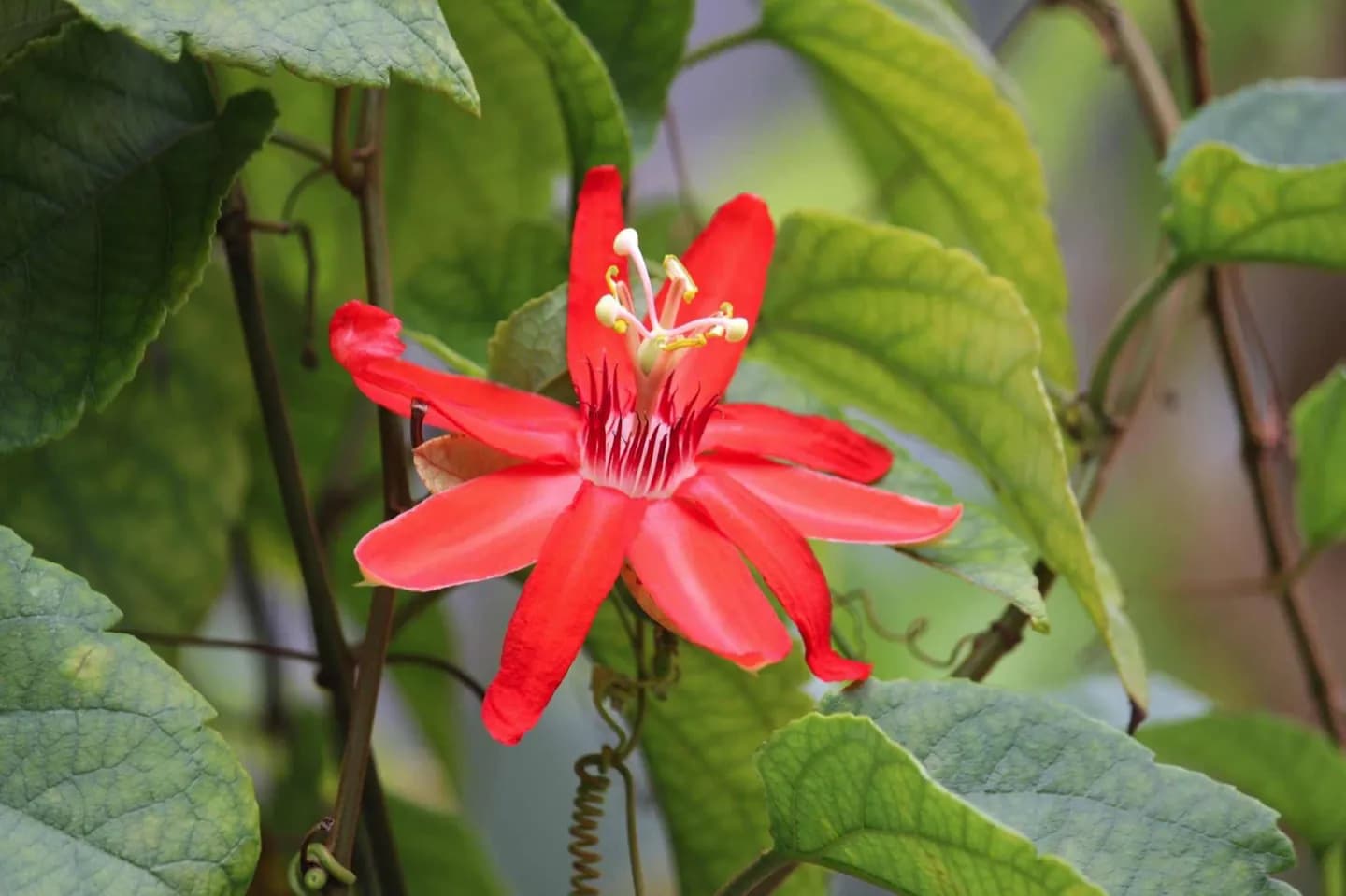 World Botanical Gardens · 2