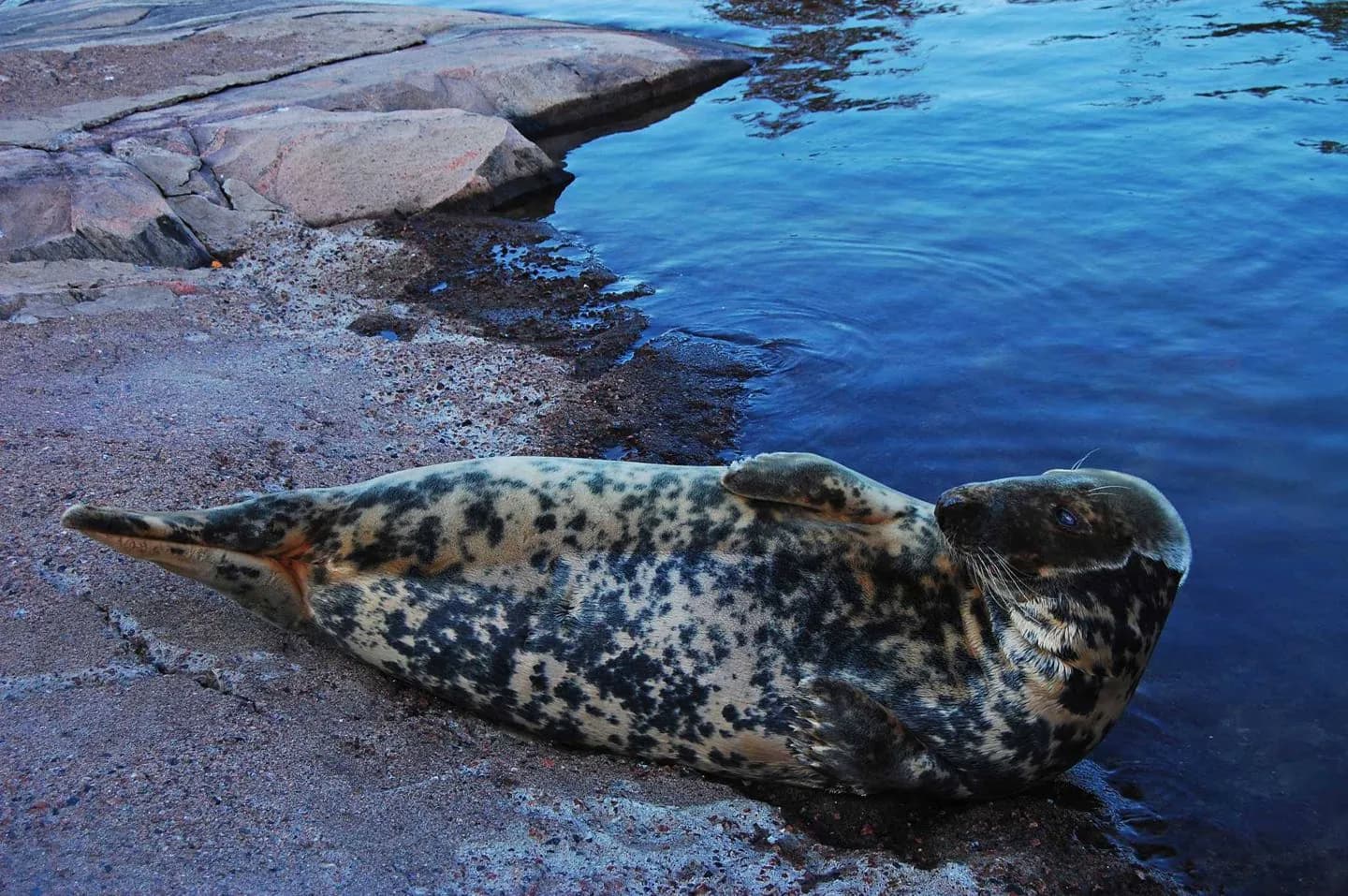 Korkeasaari Zoo