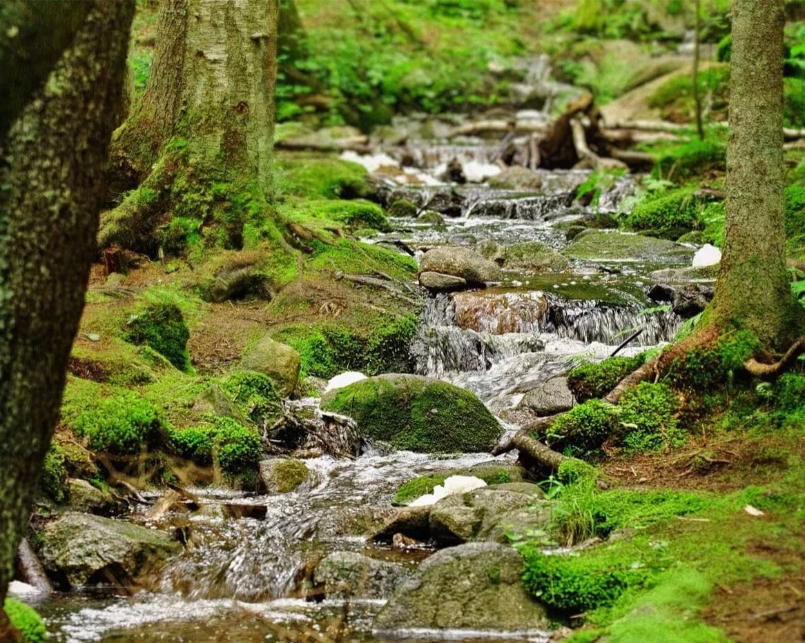 Parque Nacional de Nuuksio