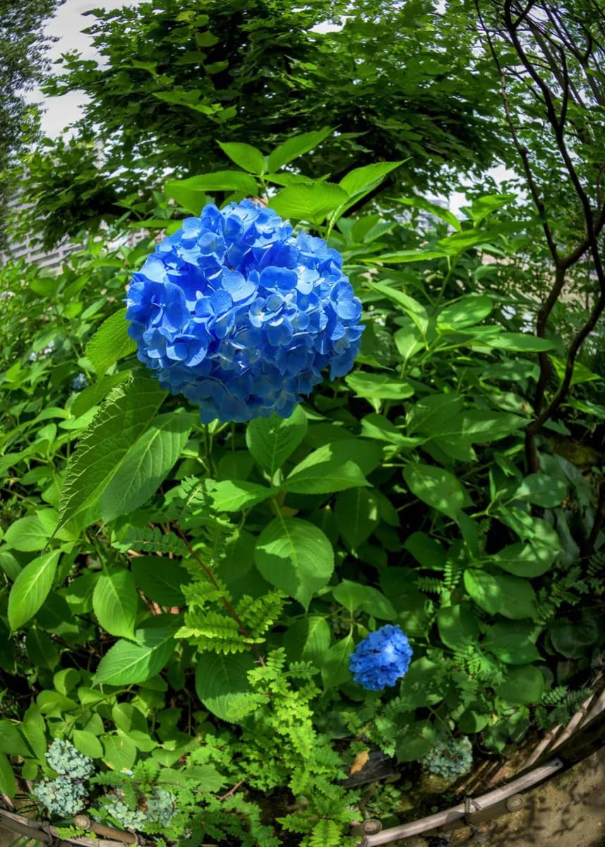 Festa dei fiori di Hiroshima