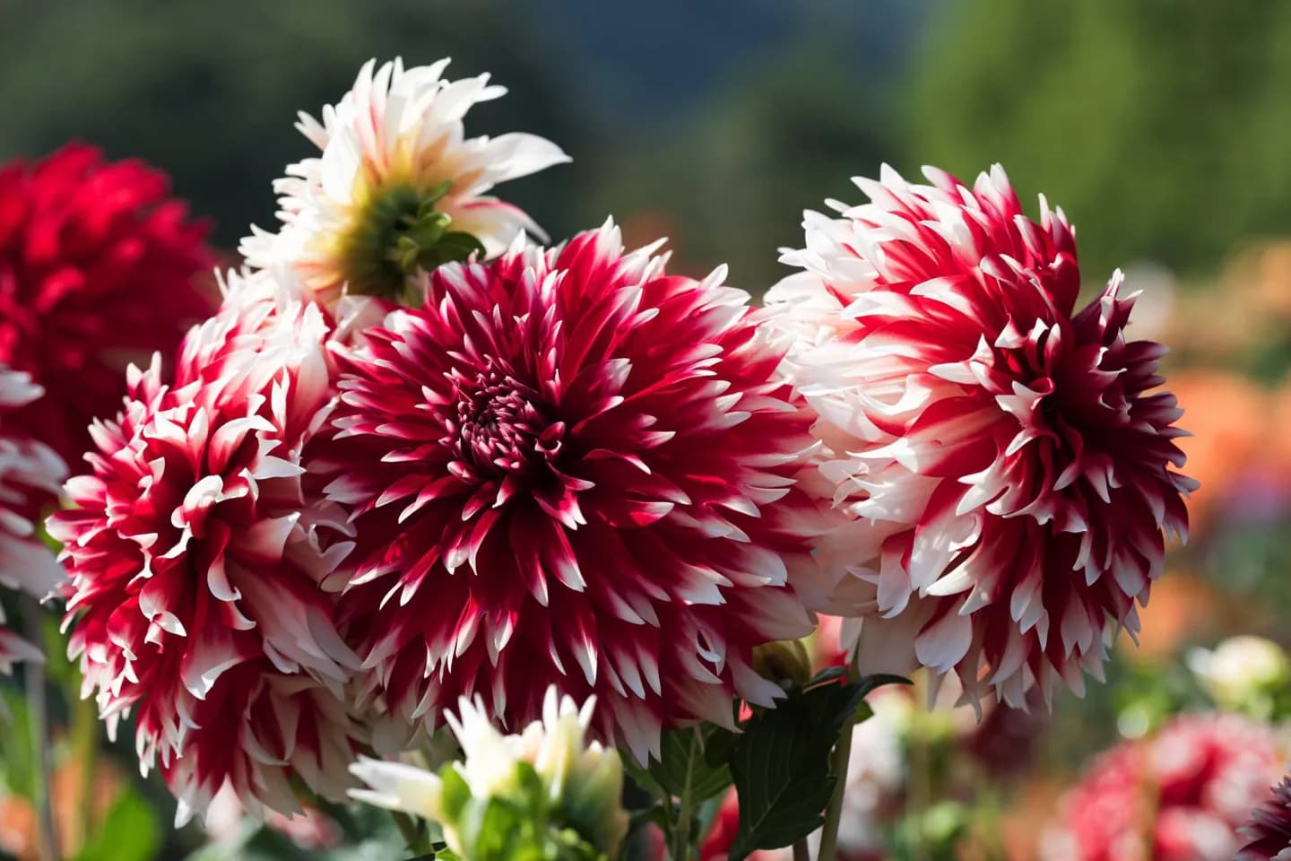Festa dei fiori di Hiroshima · 2
