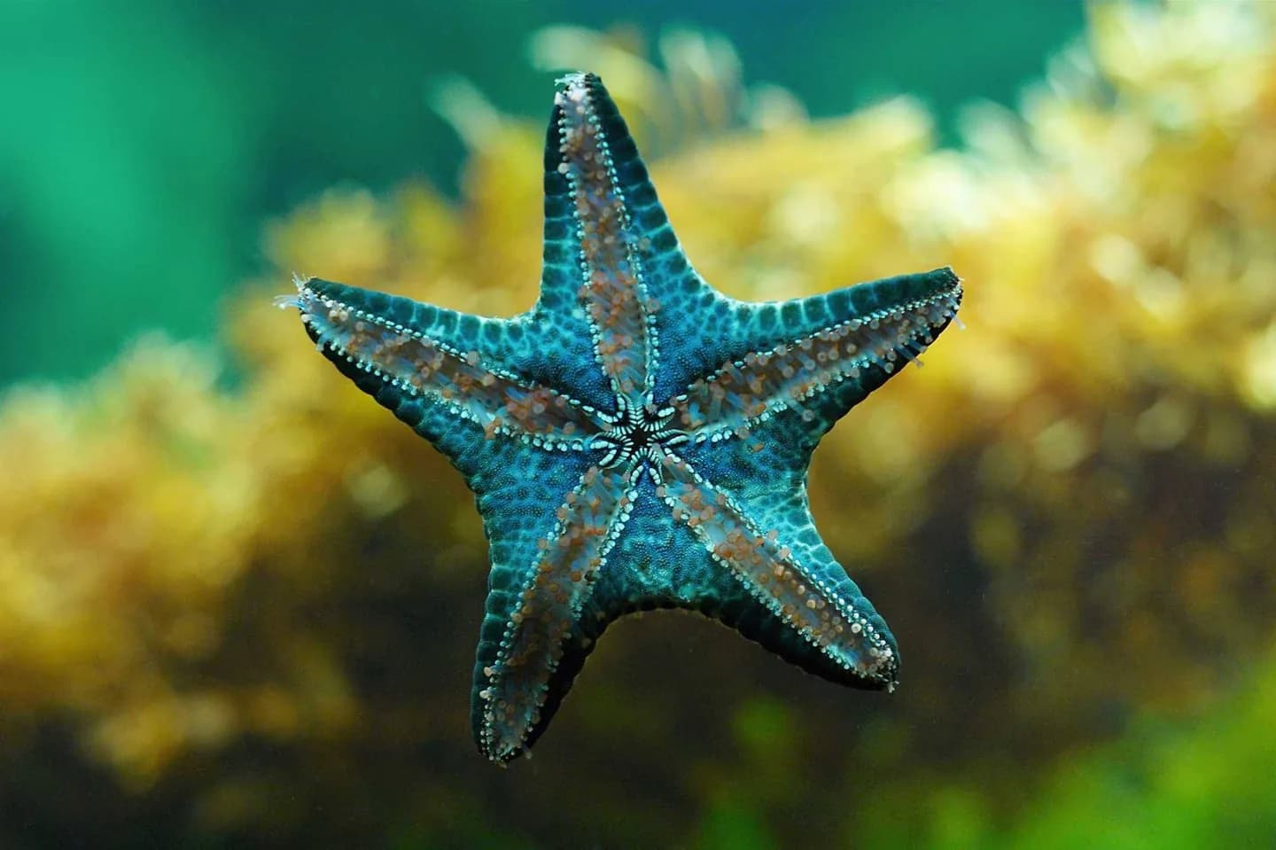 Aquário Waikiki · 2