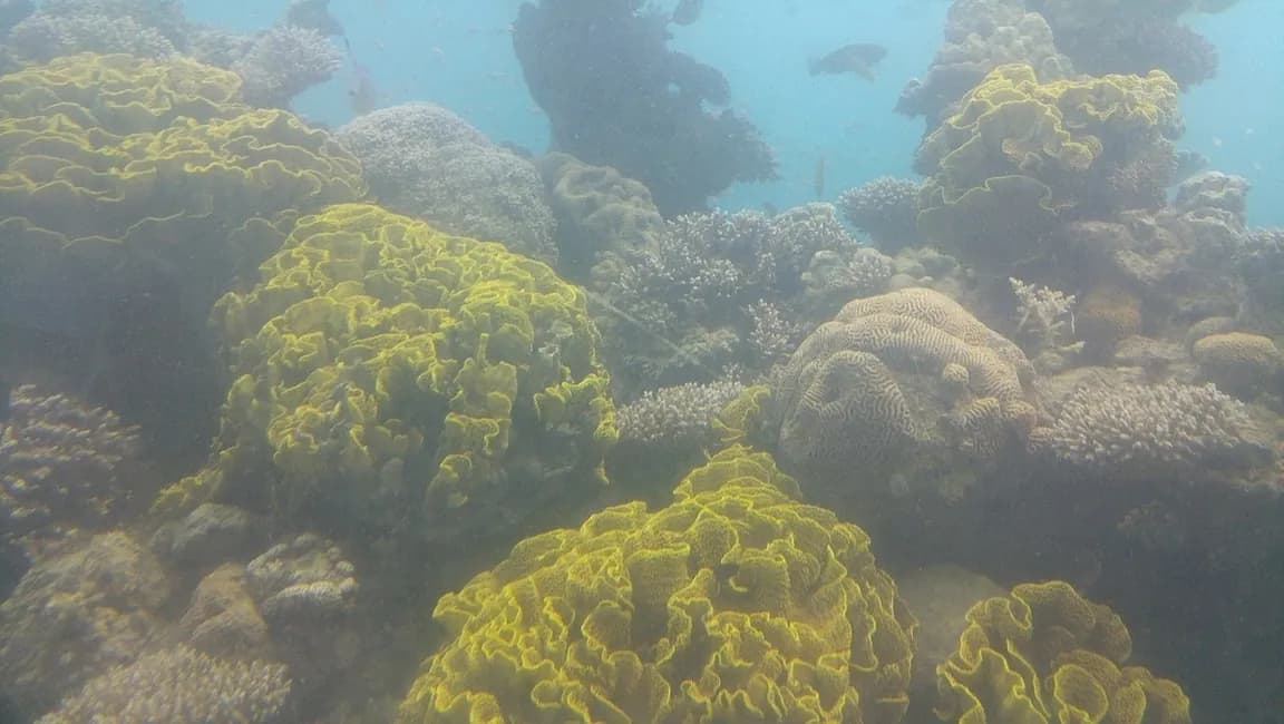 Coral Beach Nature Reserve