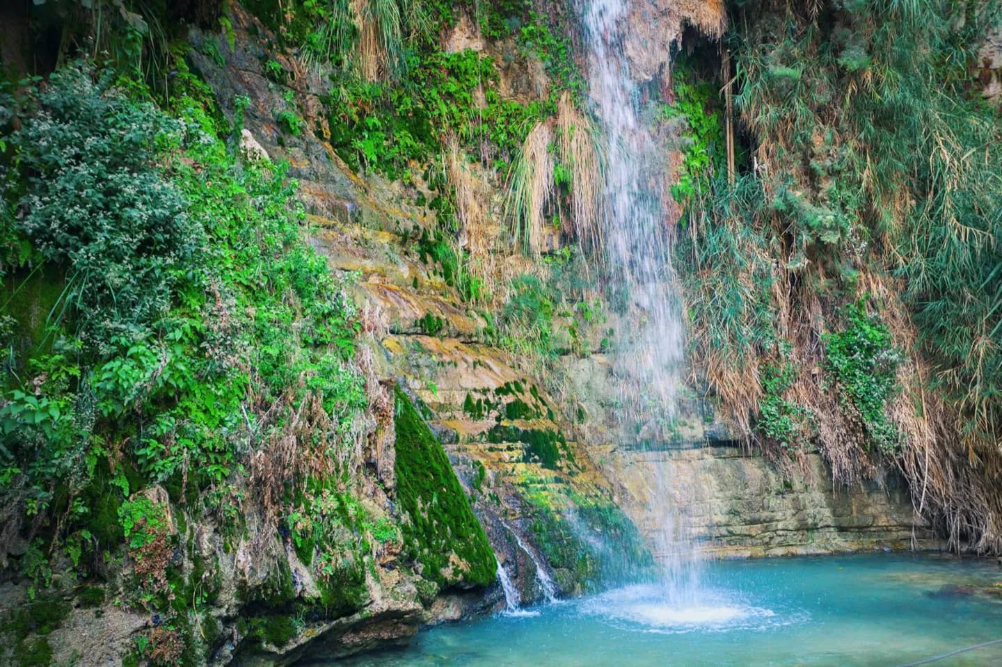 Ein Gedi