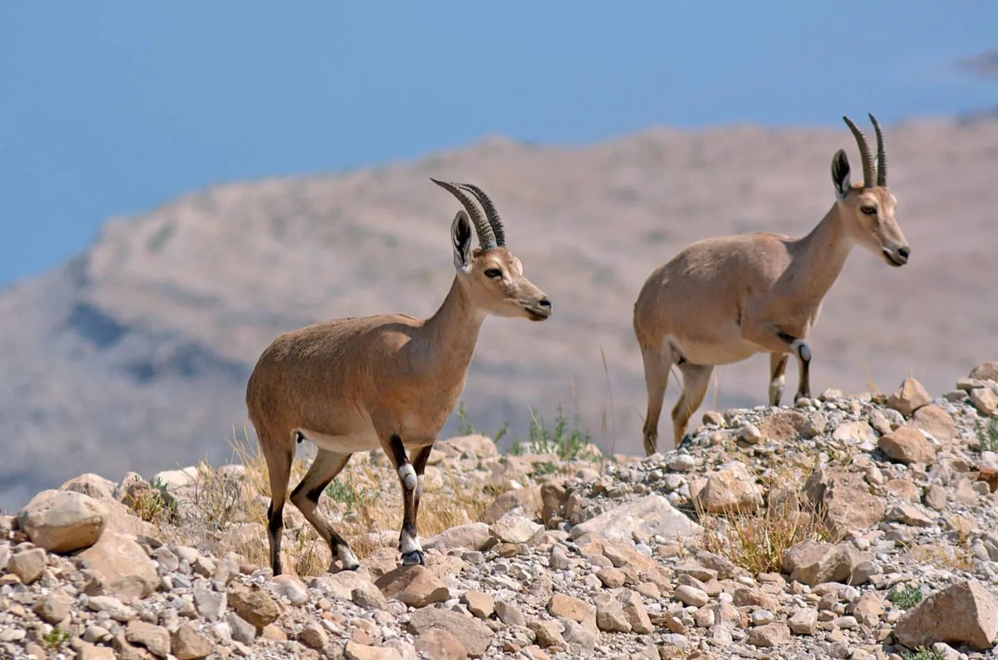 Ein Gedi · 2