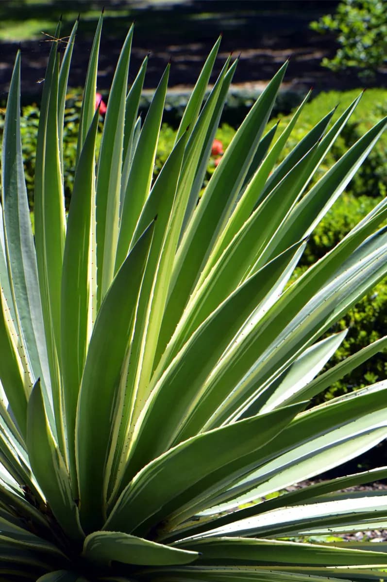Bosque tropical y jardín botánico de Key West