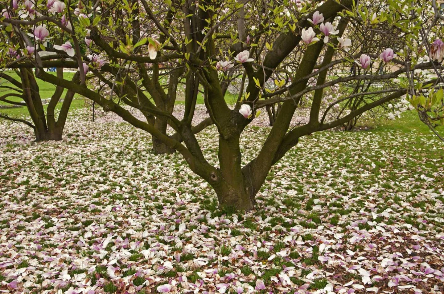 Park Krakowski · 2