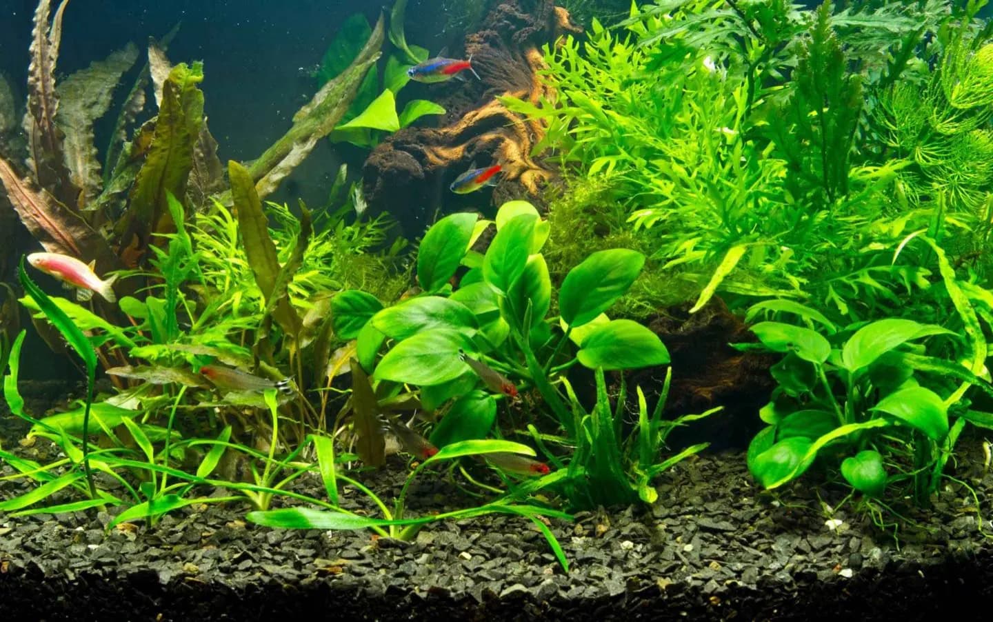 Aquarium KLCC