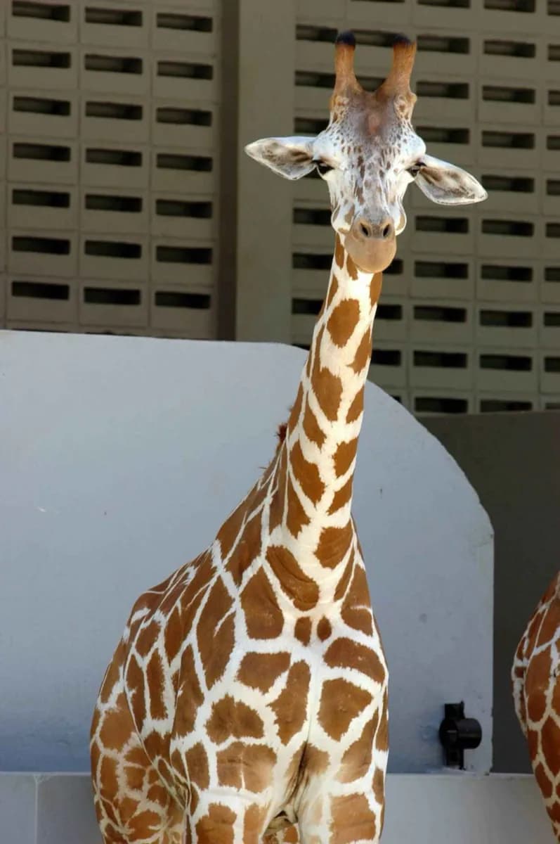 Zoo de Negara