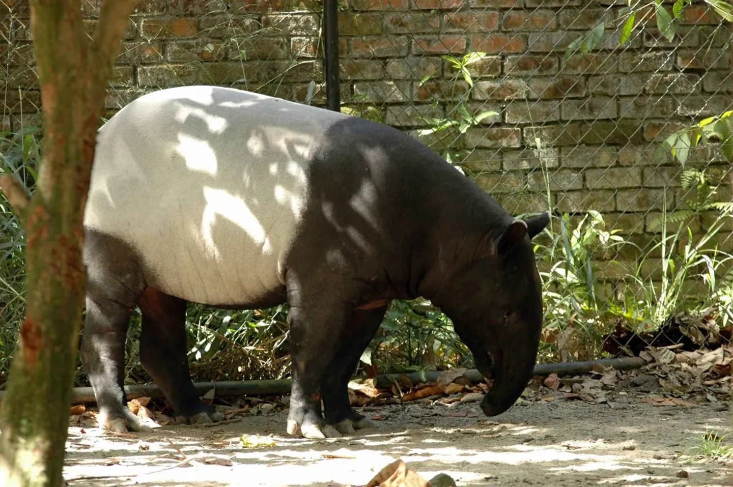 Zoo Negara · 2