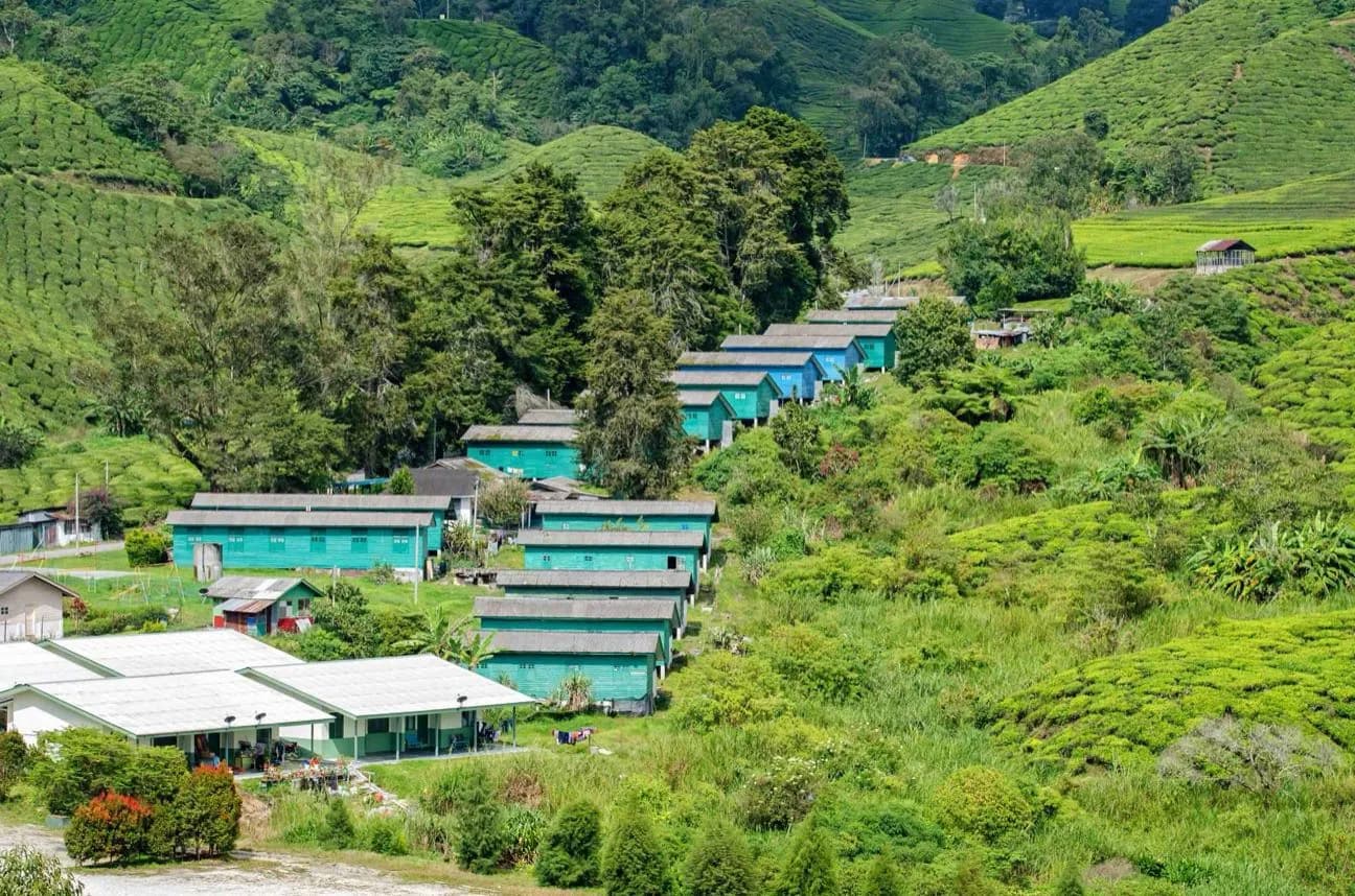 Cameron Highlands